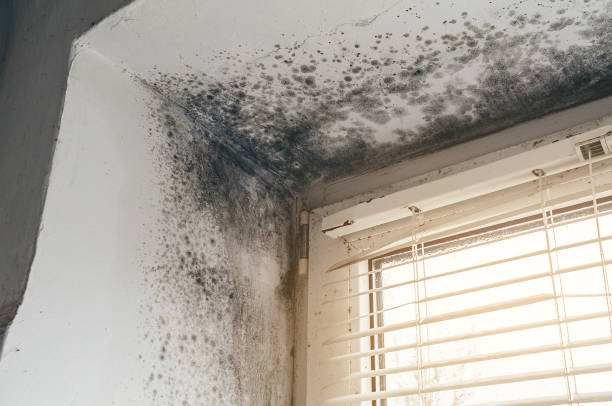 Affordable Mold Inspection And Testing solutions in Alpine, TX
